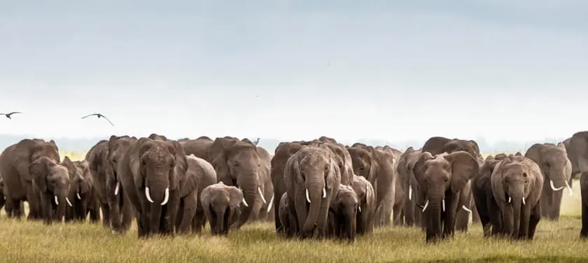 Kenya visa