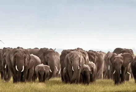 Kenya visa update