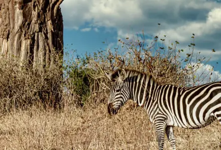 South Africa visa update